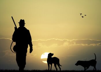 Жетісу облысының аумағында күзгі аңшылық маусымы ашылды