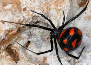 Как борются с каракуртами в Жетісу