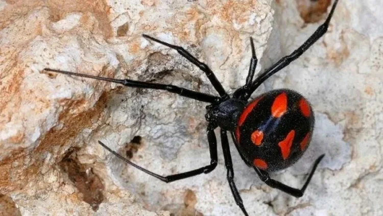 Как борются с каракуртами в Жетісу