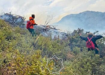 В Алакольском районе локализован крупный пожар в урочище Кокмойын