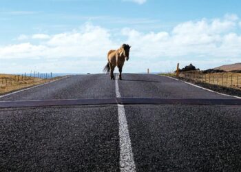 Осторожно, на дороге скот!