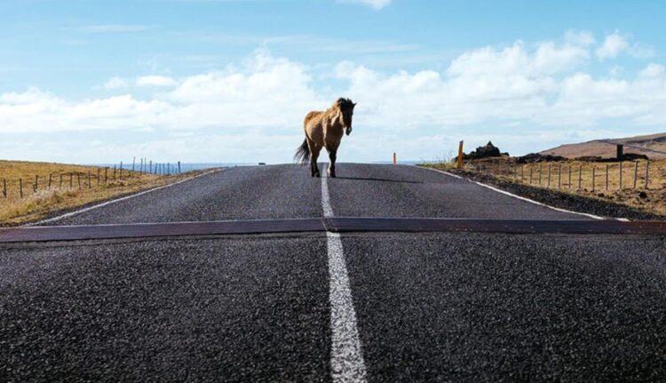 Осторожно, на дороге скот!