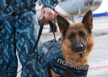 Почтовые узлы на наличие наркотиков проверяют в Жетiсу