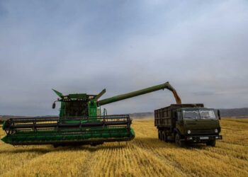 Жетісу наращивает темпы кормозаготовки