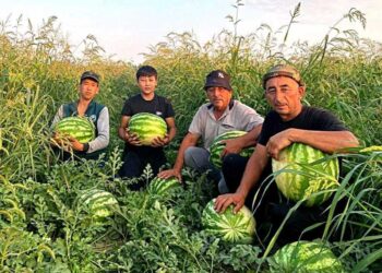 Арбузный рай дехкан Панфиловского района привлекает покупателей