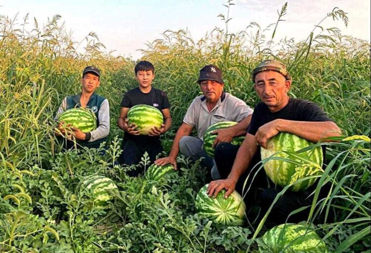Арбузный рай дехкан Панфиловского района привлекает покупателей