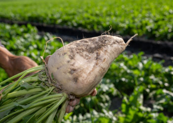 Посевы сахарной свеклы в Жетісу увеличиваются из года в год