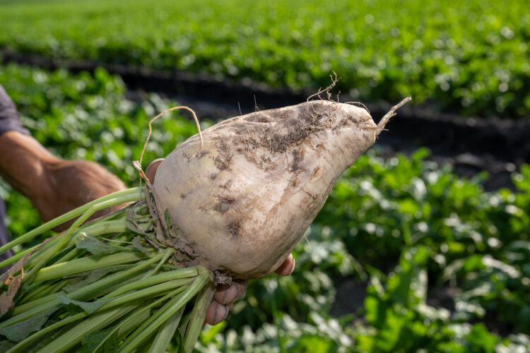 Посевы сахарной свеклы в Жетісу увеличиваются из года в год