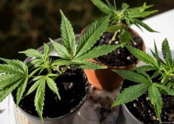 Жителя Талдыкоргана подозревают в наркоторговле