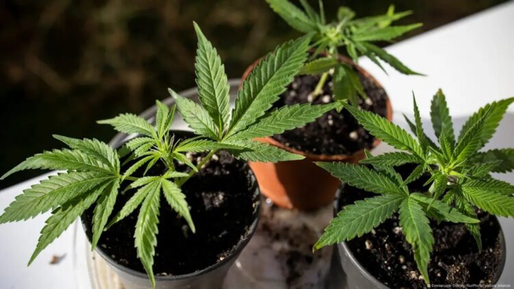 Жителя Талдыкоргана подозревают в наркоторговле