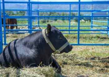 Ветслужба Жетiсу применяет в работе современные технологии