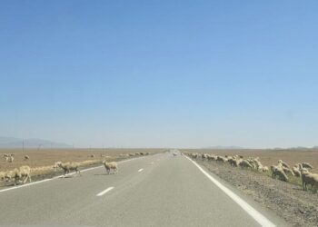 Полиция Жетісу борется со скотокрадством, призывая сельчан к содействию