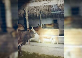 Группу барымтачей накрыли при разделке туш похищенного скота в Жетісу