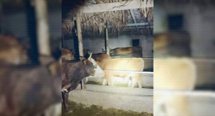 Группу барымтачей накрыли при разделке туш похищенного скота в Жетісу