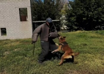 Как служебные собаки помогают полиции Жетісу