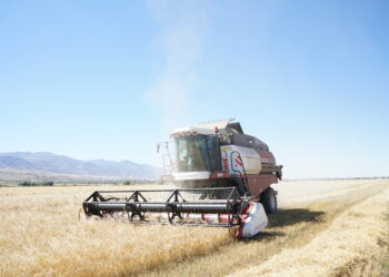 В области Жетісу завершается уборка зерна