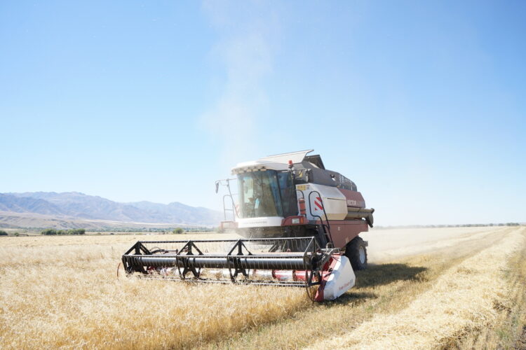 В области Жетісу завершается уборка зерна