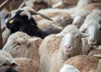 Онлайн-этап сельхозпереписи продлен в Казахстане