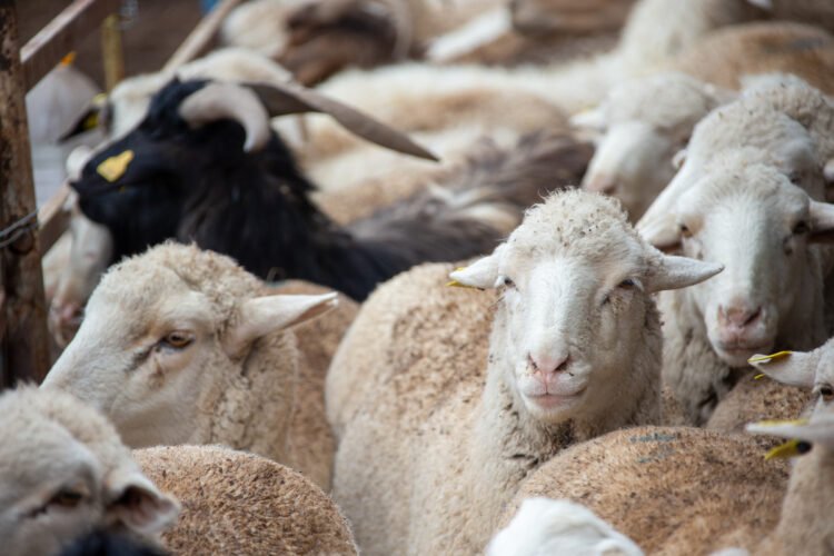 Онлайн-этап сельхозпереписи продлен в Казахстане