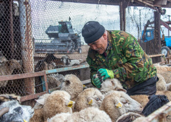 Как проверить интервьюера при сельхозпереписи