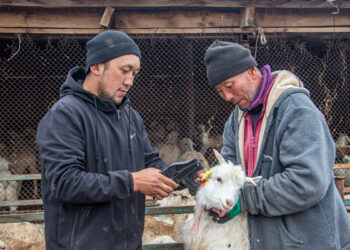 Офлайн-этап сельскохозяйственной переписи стартует в Казахстане