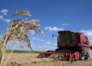 Уборка риса — дело тонкое