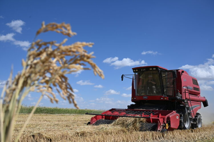 Уборка риса — дело тонкое