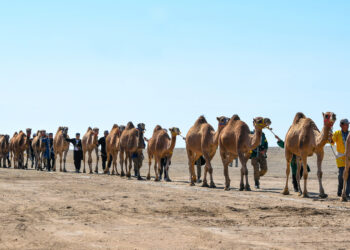 Самый большой караван верблюдов зафиксировали в Алматинской области