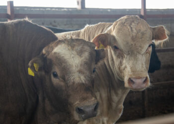 Группу скотокрадов обезвредили в Сарканском районе