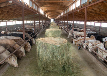 Послание Президента 2024: программа «Ауыл аманаты» обеспечивает кооперативы кредитами под 2,5%