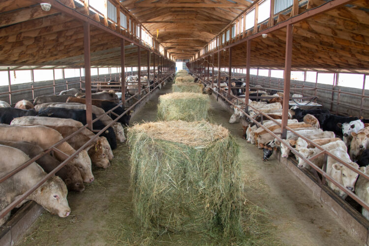 Послание Президента 2024: программа «Ауыл аманаты» обеспечивает кооперативы кредитами под 2,5%