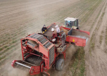 Каков в этом году урожай картофеля в Жетісу