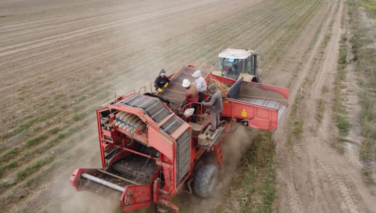 Каков в этом году урожай картофеля в Жетісу