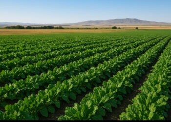 Сарканские аграрии завершают сезон с высокими результатами