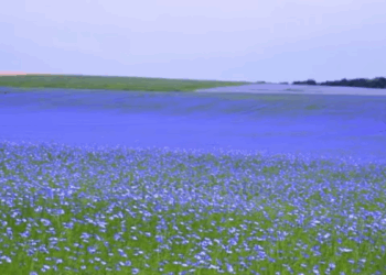 Первый урожай льна собрали в Сарканском районе