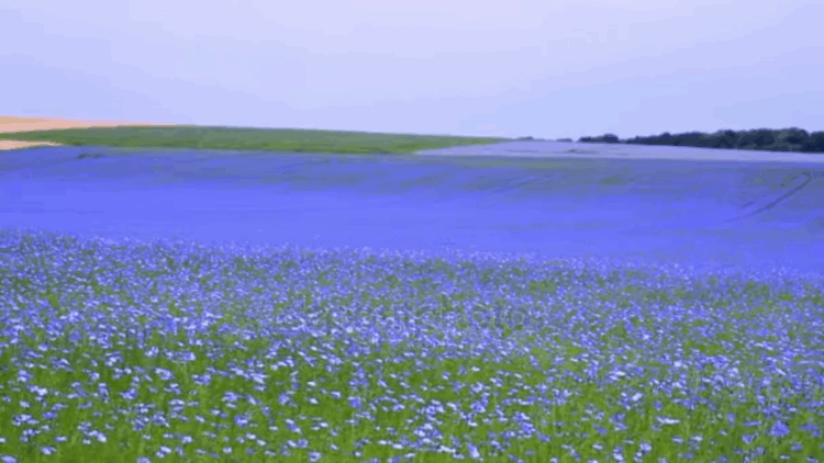 Первый урожай льна собрали в Сарканском районе