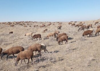 Фермер из Сарканского района Канат Малайбеков готовится к зимовке скота