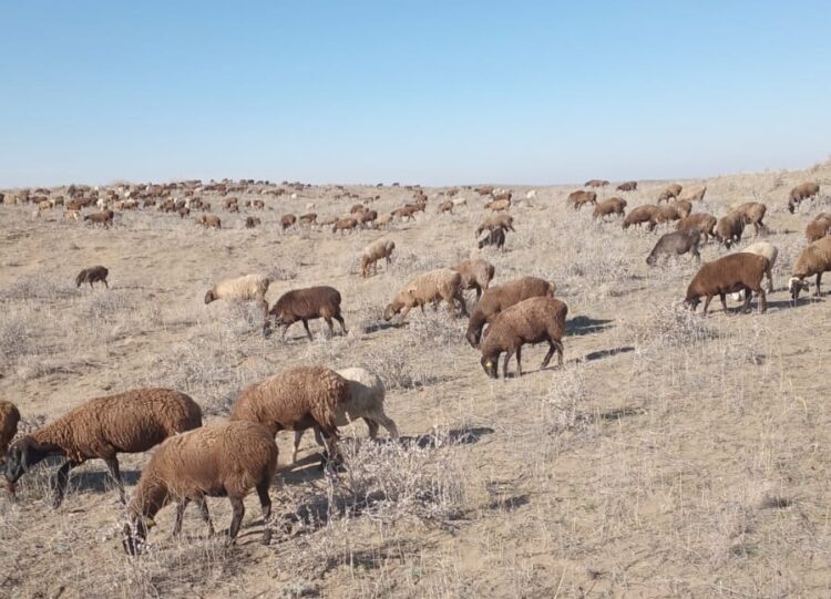 Фермер из Сарканского района Канат Малайбеков готовится к зимовке скота