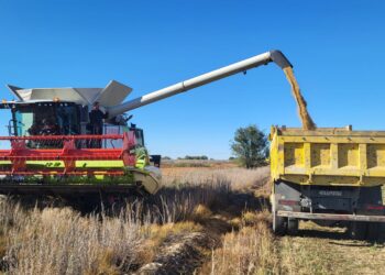 Аграрии Сарканского района завершают уборку масличных культур