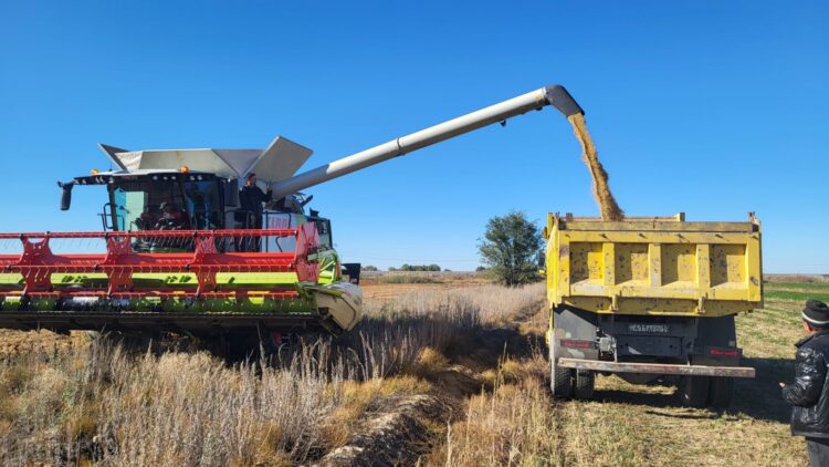 Аграрии Сарканского района завершают уборку масличных культур