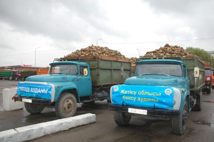 Коксуский сахарный завод начал приемку свеклы нового урожая