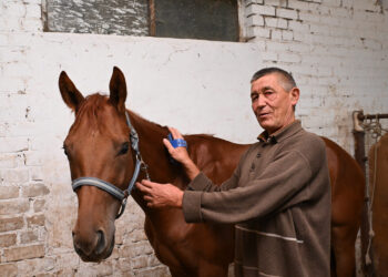 Сарканские коневоды выращивают элитных скакунов