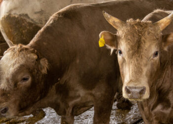 Более 100 туш скота везли в пассажирском автобусе в Жетiсу