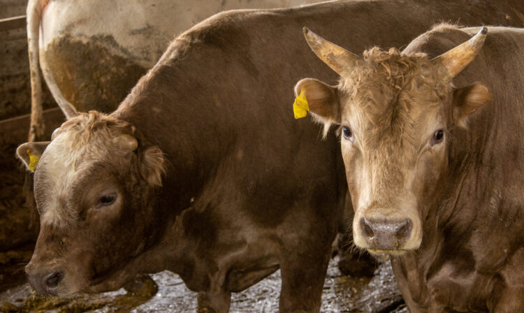 Более 100 туш скота везли в пассажирском автобусе в Жетiсу