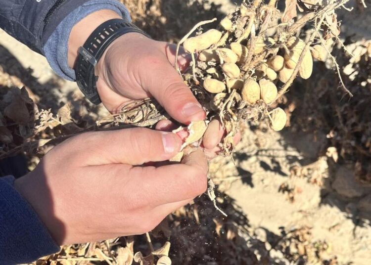 В Жетiсу начали культивировать арахис