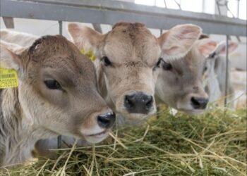 В Жетісу идет подготовка к зимовке скота