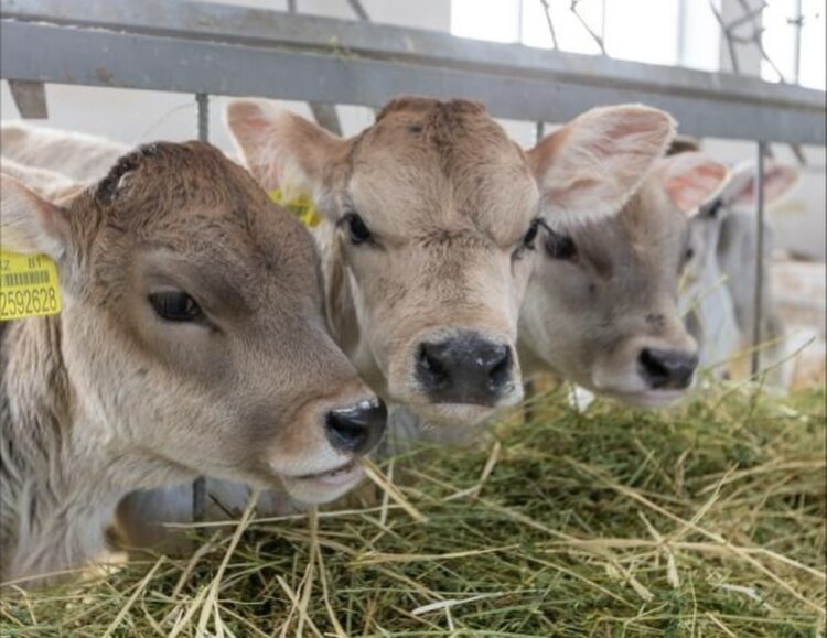 В Жетісу идет подготовка к зимовке скота