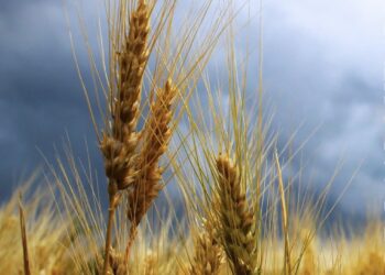 Более 7 тысяч тонн зерновых культур собрано в Талдыкоргане