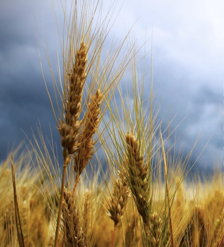 Более 7 тысяч тонн зерновых культур собрано в Талдыкоргане