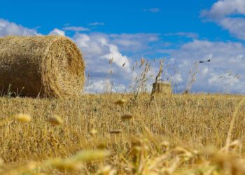 Крестьянское хозяйство «Макетов» укрепляет аграрный потенциал Жетісу